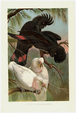 Nasenkakadu Rabenkakadu Papagei Kakadu Ornithologie  Chromolithographie 1883