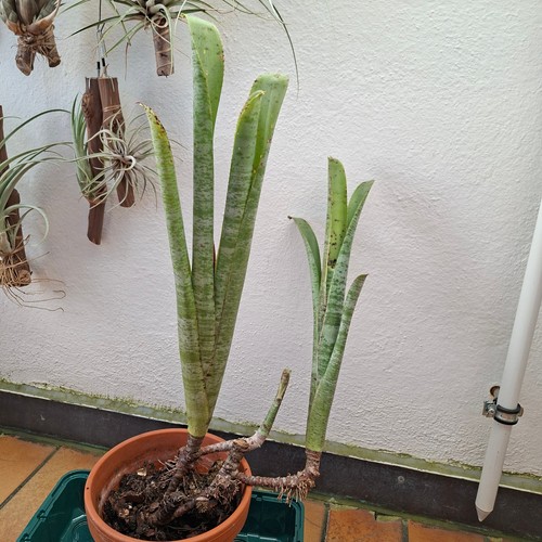 Quesnelia marmorata bromelie - quesnelia, marmorata,