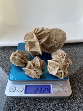 Wüstenrose 4 kleine Sandrose