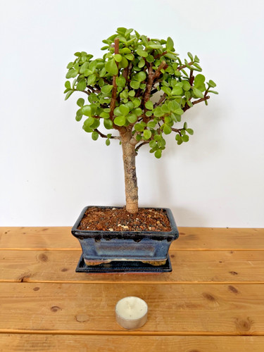 Zimmerbonsai bonsai jadebaum - zimmerbonsai,
