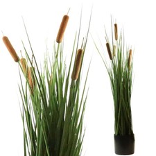 Schilfgras mit Rohrkolben 85