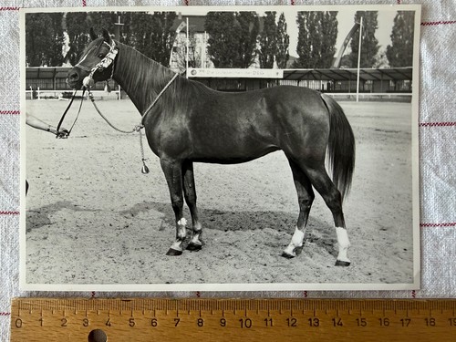 Original foto 18x13 - original,