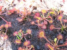 Sonnentau Drosera rotundifolia