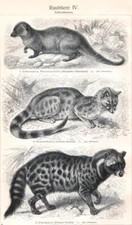 Raubtiere IV. Schleichkatzen