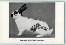 13221706 - Deutsches Riesenkaninchen Zuchttier Hase 1918