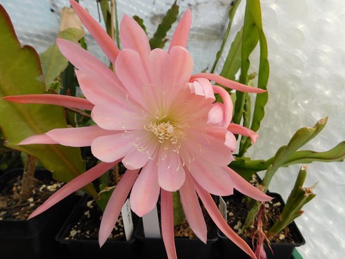 Epiphyllum blattkakteen - epiphyllum,