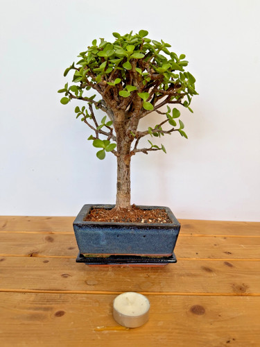 Zimmerbonsai bonsai jadebaum - zimmerbonsai,