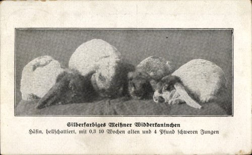 Silberfarbiges meißner - ak,