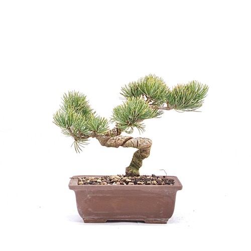 Bonsai mädchenkiefer pinus - bonsai, 'pinus