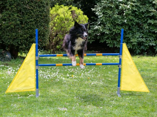 Procyon profi agility - procyon, hürde
