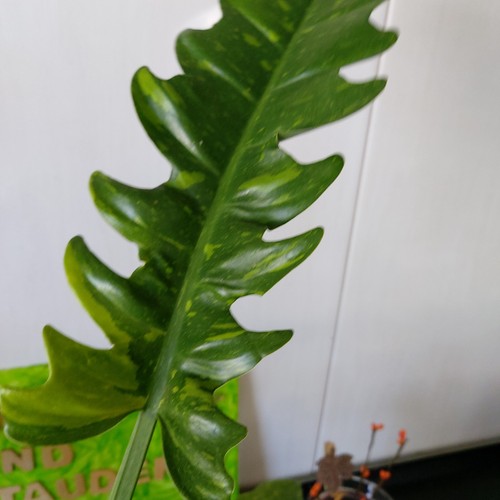 Philodendron bipennifolium