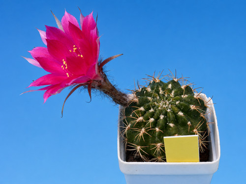 Echinopis lobivia schieliana - echinopis,