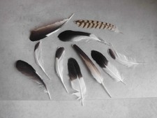 10 Vogelfedern  10 - 15  cm