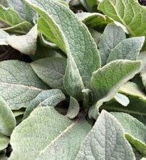 Kandelaber Königskerze - Verbascum olympicum