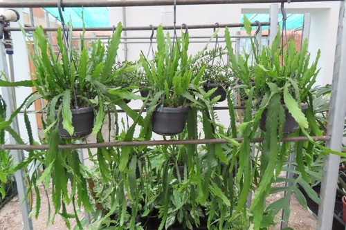 Epiphyllum blattkaktus dietmar - blattkaktus,