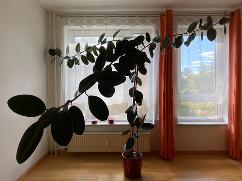 Ficus elastica abidjan mit - ficus,