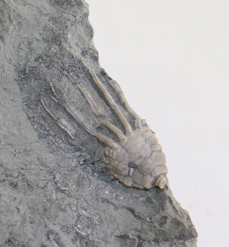 Crinoide macrocrinus - crinoide,,