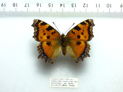 Entomologie schmetterling - entomologie,,