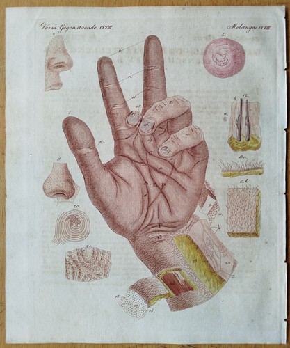 Sinne tastsinn hand - tastsinn, haut