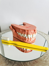 Vintage Retro Gebiss Modell Zähne Zahnmodell Zahnarzt Blend-a-Med