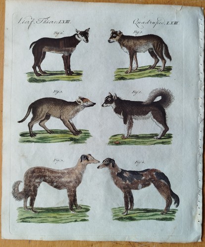 Hunde wolfshund bertuch - hunde,