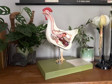 Vintage SOMSO Modell einer