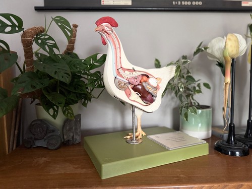 Vintage somso modell - vintage,