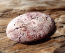 Vogelaugen - Jaspis bzw