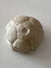 Mooreocrinus germinatus