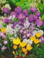 Buntes Blumenzwiebel Paket Bienenweide mit 100 Zwiebeln Krokusse Muscari Nr.7