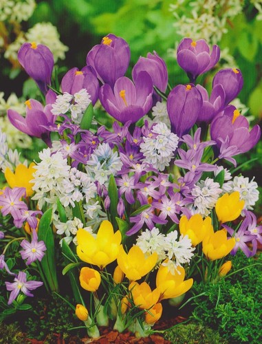 Buntes blumenzwiebel paket - buntes,