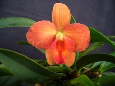 Sc. Beaufort x S. brevipedunculata, Orchidee, blühend