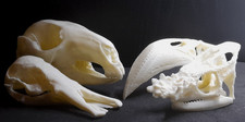 3D-gedruckte Tierschädel –