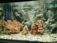 Aquarium 112 Liter komplett mit Fische