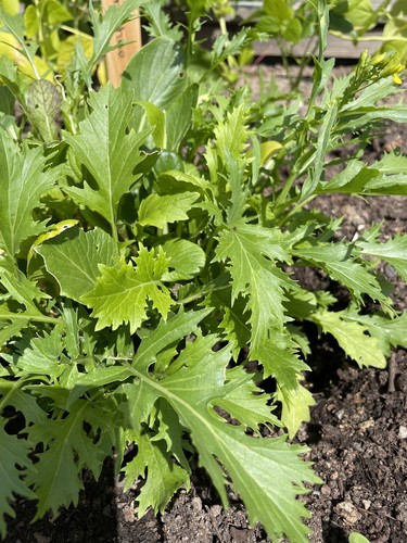 Mizuna brassica japonica - mizuna,