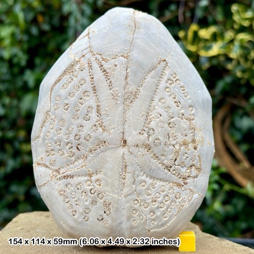 Echtes riesen echinoidenfossil - echtes,
