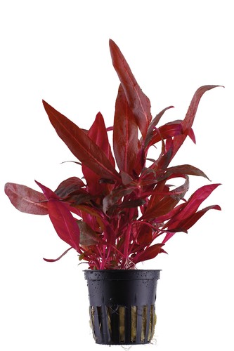 Alternanthera reineckii pink - alternanthera, 'pink'