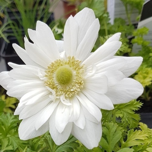 Weiße anemone coronaria - anemone,