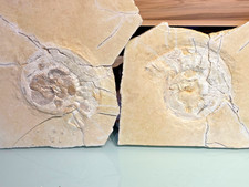 Sehr dekorativer Ammonit mit