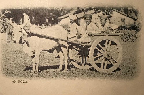 Ecca bullock cart india - bullock,