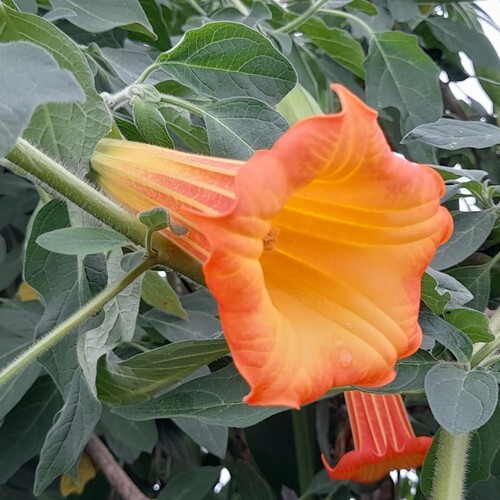 Orange engelstrompete - orange,