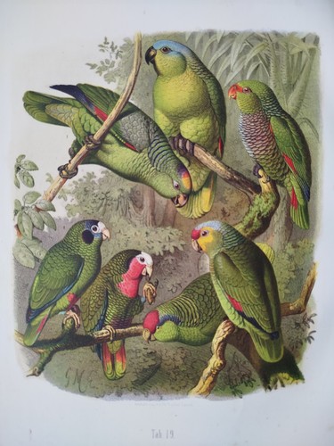 Amazonen papagei a - amazonen, (19)