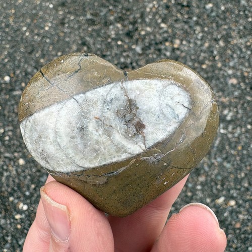 Orthoceras fossil herz - orthoceras,