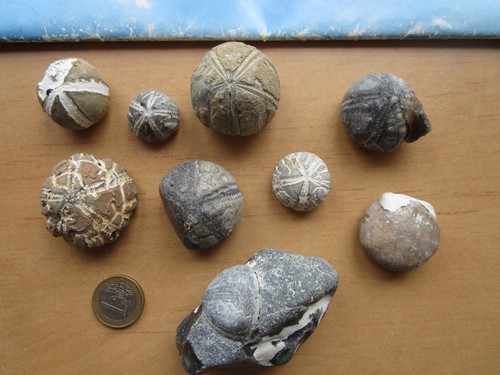 Versteinerte seeigel - 9,