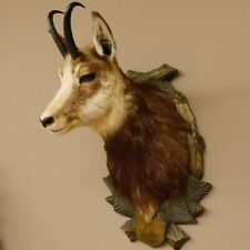 Gamsbock Gamshaupt Gams Gemse Schlauchlänge 17,5 cm Kopf Präparat Trophäenschild