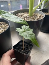 Verschiedene Exotische