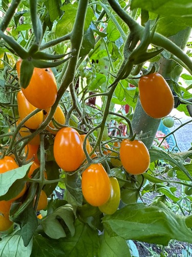 Orange dattel cocktailtomate - dattel,