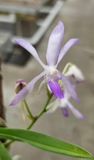 Duft Orchidee Vandofinetia Pat Arcari (Neofinetia falcata x V. coerulea) /warm