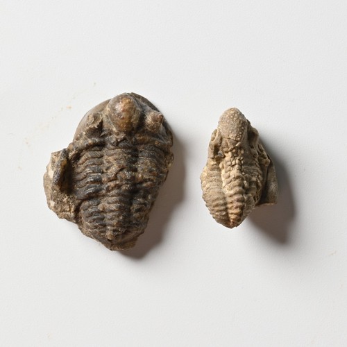 Devon trilobit cyphaspis - trilobit,