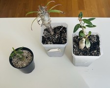 3 X Pachypodium
